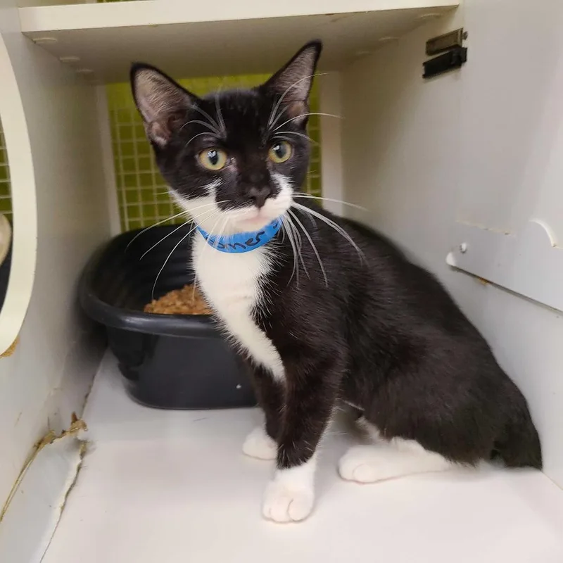 A baby small-sized male Black Domestic Short Hair cat named Boomer for adoption in Tallahassee, FL