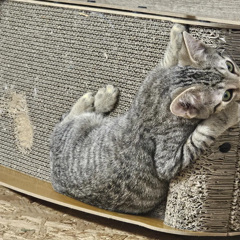 A baby medium-sized female Tabby (Brown / Chocolate) Tabby cat named Juicy Fruit for adoption in Richmond, VA