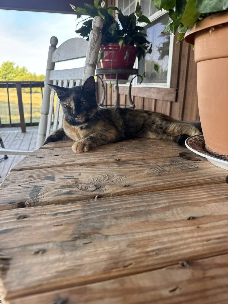 A baby small-sized female Tortoiseshell Domestic Short Hair cat named Indy for adoption in Plumerville, AR