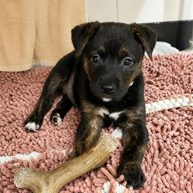 A baby small-sized female Labrador Retriever dog named Mink for adoption in Palo Alto, CA