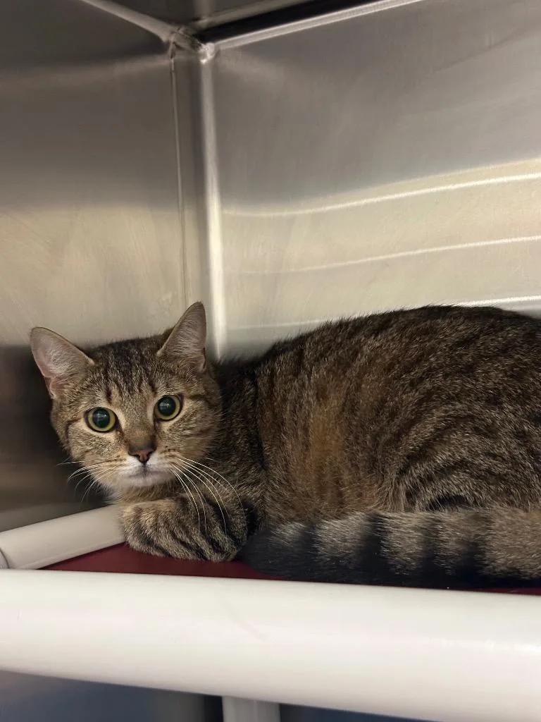 A young medium-sized female Domestic Short Hair cat named Pixel for adoption in Johnson City, TN