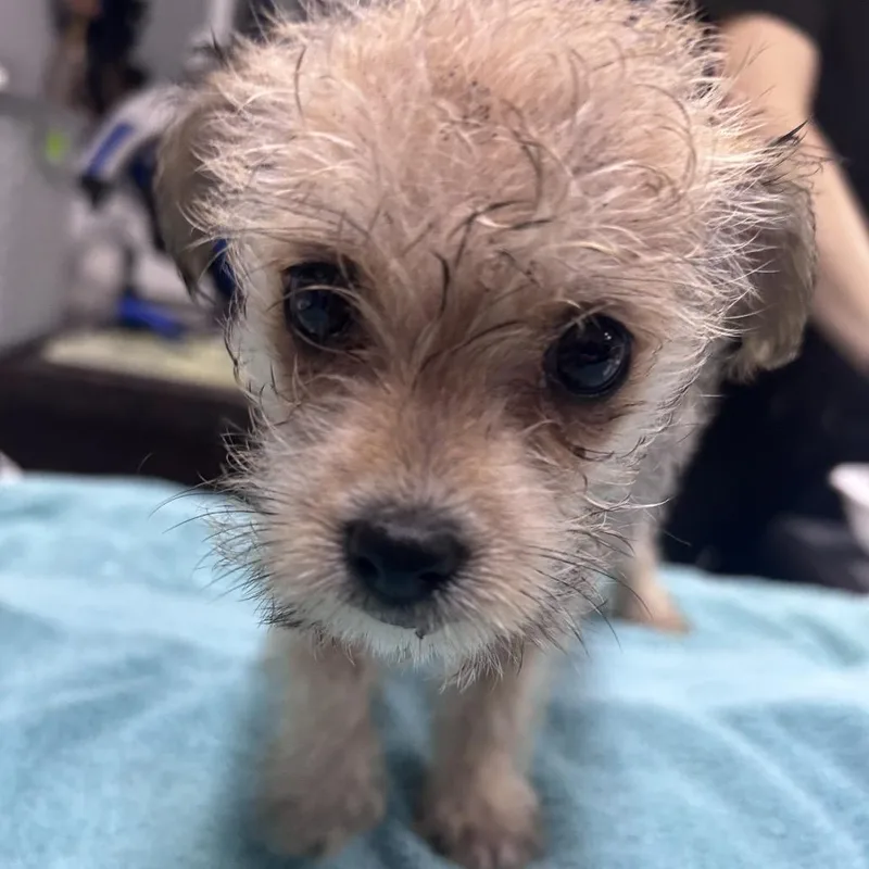 A baby small-sized male Sable Mixed Breed dog named Tyrant for adoption in Summerville, SC