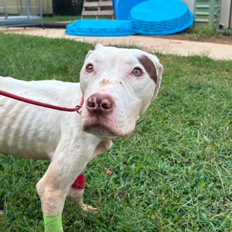 An adult medium-sized male White / Cream Mixed Breed dog named Memphis for adoption in Long Island City, NY