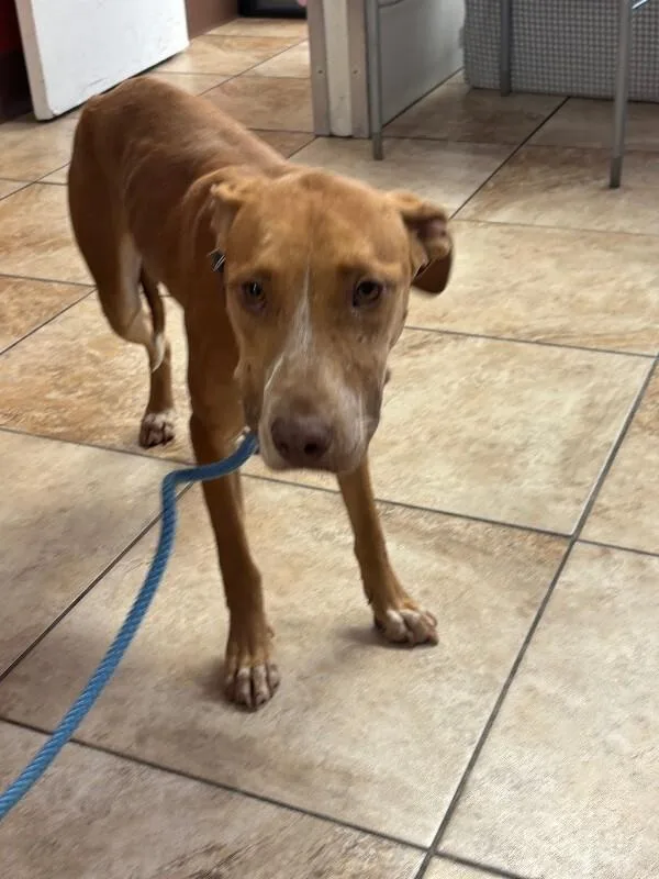 An adult medium-sized female Yellow / Tan / Blond / Fawn Mixed Breed dog named Harvest for adoption in Cincinnati, OH
