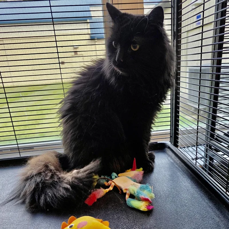A young medium-sized male Domestic Long Hair cat named Onyx for adoption in Norwood, OH