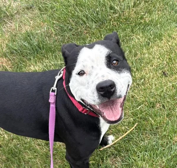 Maya