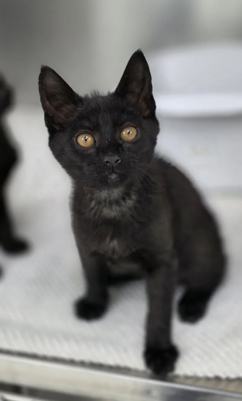 A baby medium-sized male Black Domestic Short Hair cat named Michael for adoption in Beaverton, OR