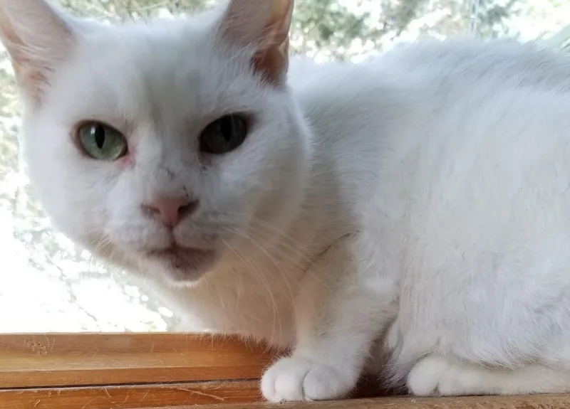 Pearl