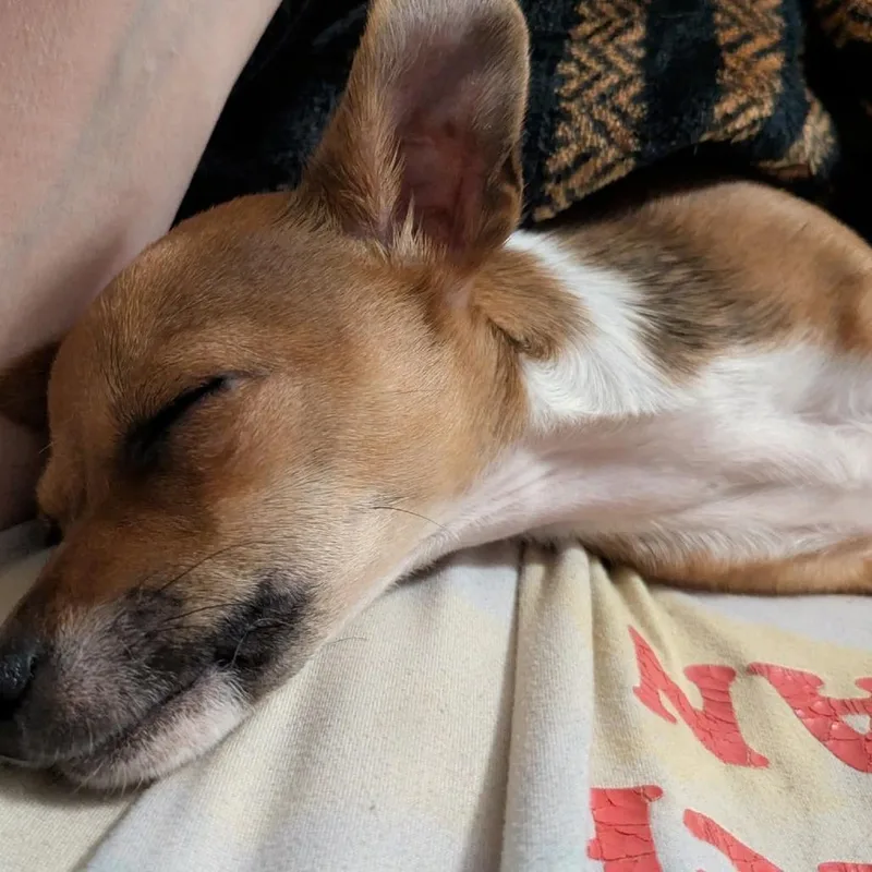 Pepita