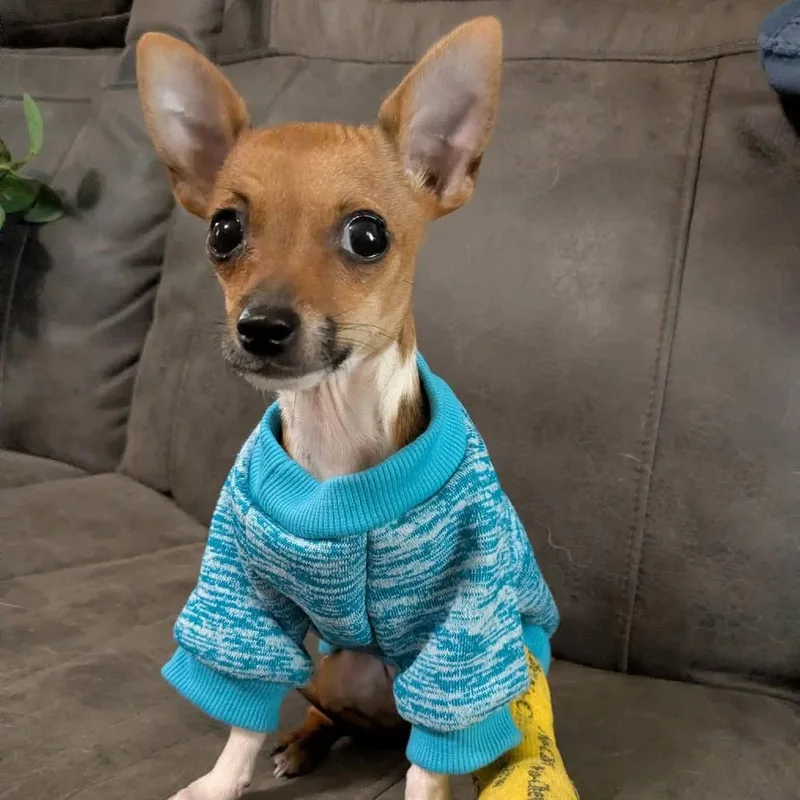 Pepita thumbnail 2