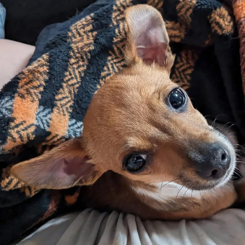 Pepita thumbnail 3