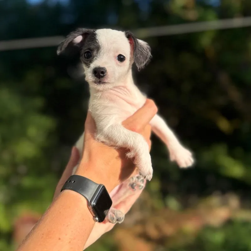 Andrea thumbnail 4