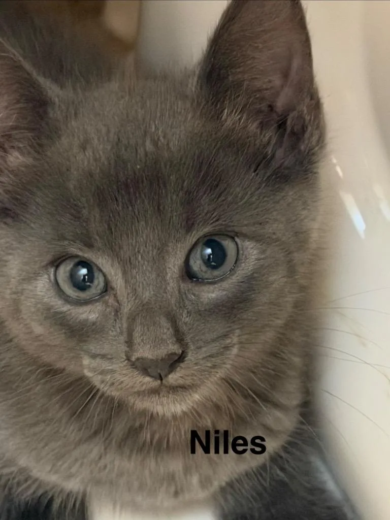 A baby medium-sized male Domestic Short Hair cat named Niles for adoption in Spring, TX