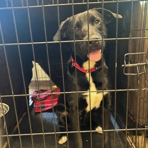 A young small-sized male Labrador Retriever dog named Hitachi for adoption in Knoxville, TN
