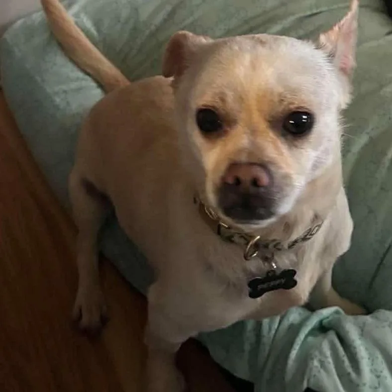 An adult small-sized male Yellow / Tan / Blond / Fawn Chihuahua dog named Peppy for adoption in Fairfax Station, VA