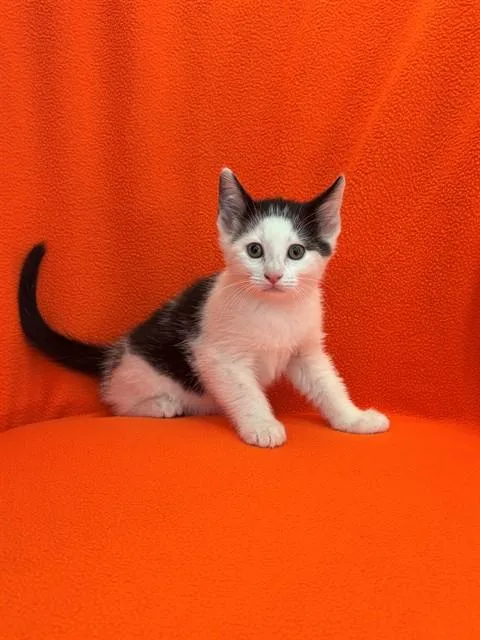 A baby small-sized male Domestic Short Hair cat named Edward for adoption in Forney, TX