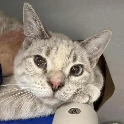 An adult medium-sized female Buff / Tan / Fawn Domestic Short Hair cat named Oyster for adoption in Lansing, MI