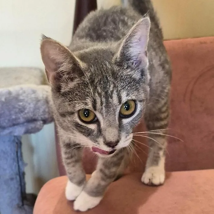 A young medium-sized female Tabby (Gray / Blue / Silver) Domestic Short Hair cat named Ricotta for adoption in Stuart, VA