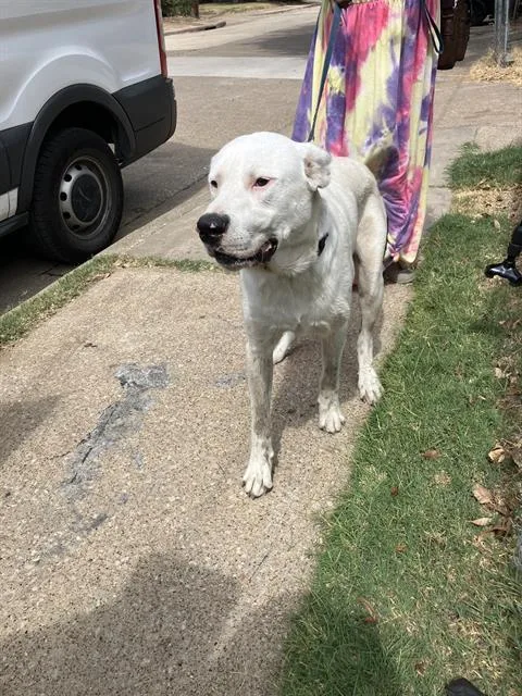 An adult large-sized male Mixed Breed dog named Jojo for adoption in Dallas, TX