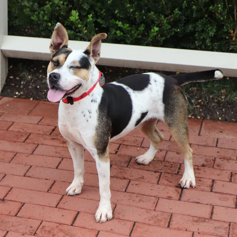 A young medium-sized female Mixed Breed dog named Lovie for adoption in Port Washington, NY