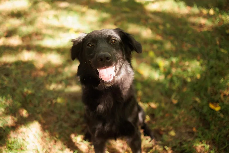 An adult medium-sized female Border Collie dog named Dakota  Transport for adoption in Gradyville, KY