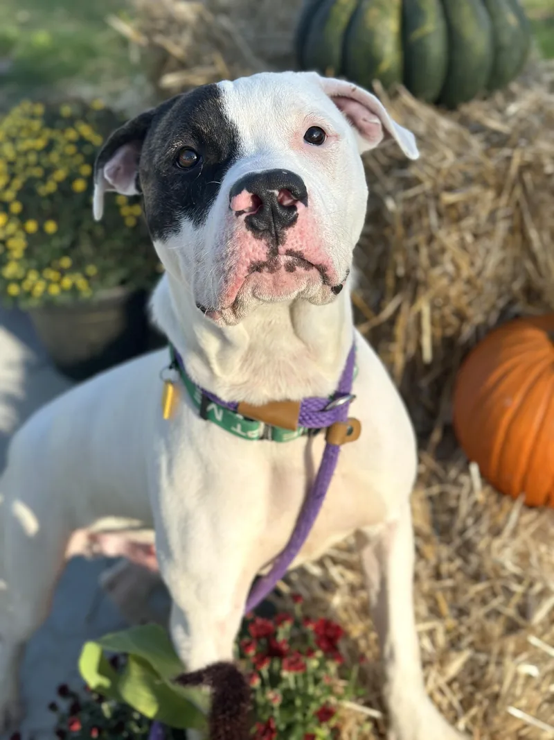 A baby medium-sized male White / Cream Pit Bull Terrier dog named Freddy for adoption in Cleveland, OH