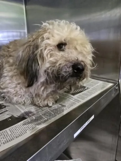 A young small-sized male Terrier dog named Wally for adoption in Los Angeles, CA
