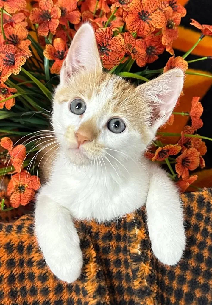 A baby small-sized male Domestic Short Hair cat named Sunray for adoption in Stillwater, OK