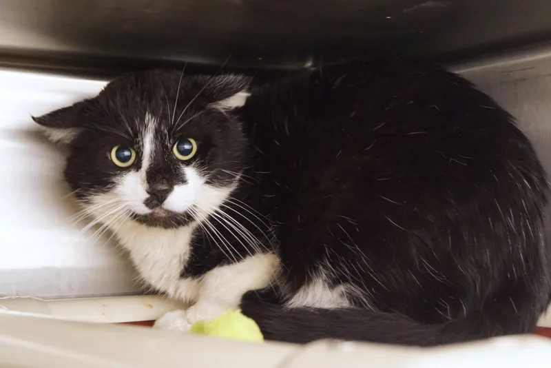An adult large-sized male Black & White / Tuxedo Domestic Short Hair cat named Ryland Grace for adoption in New Milford, CT