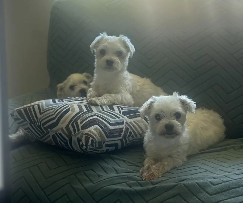 An adult small-sized female Maltese dog named Twinkle for adoption in Rancho Cucamonga, CA