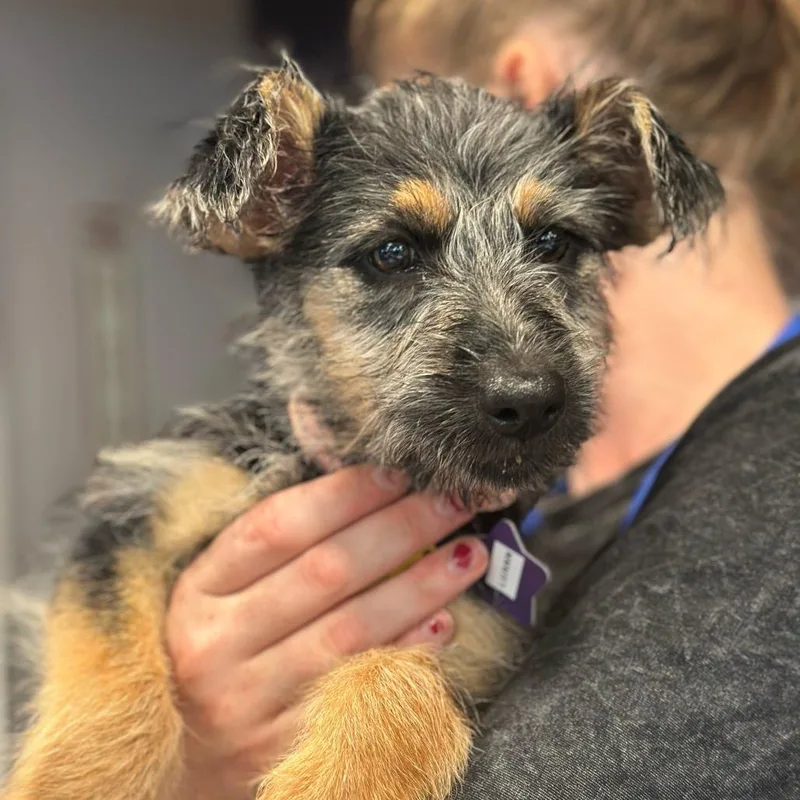 A baby medium-sized female Mixed Breed dog named Luann for adoption in San Francisco, CA