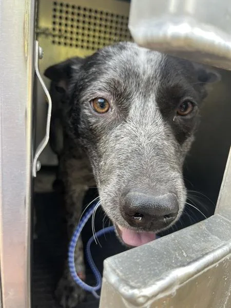An adult medium-sized male Australian Cattle Dog / Blue Heeler dog named Bandit for adoption in Austin, TX