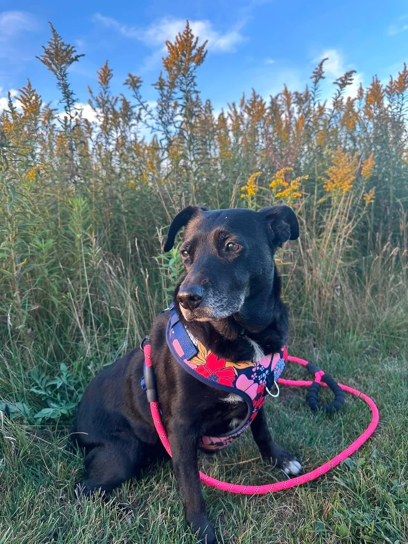 A senior medium-sized female Labrador Retriever dog named Princess for adoption in Lincoln, MI