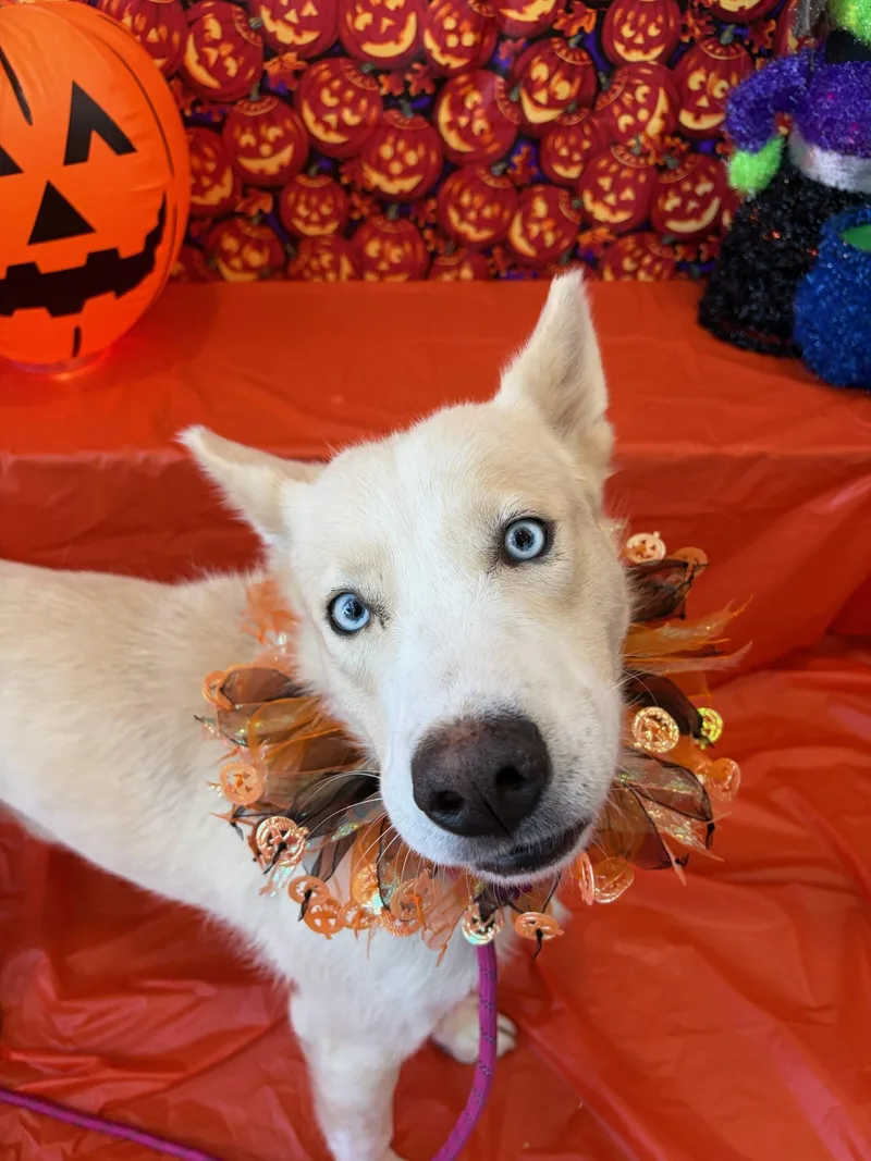 An adult medium-sized male Siberian Husky dog named Sammy for adoption in Joliet, IL