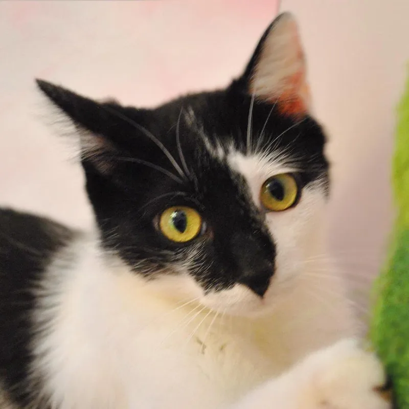 A young medium-sized female White Domestic Short Hair cat named Mildred for adoption in Forest Park, IL