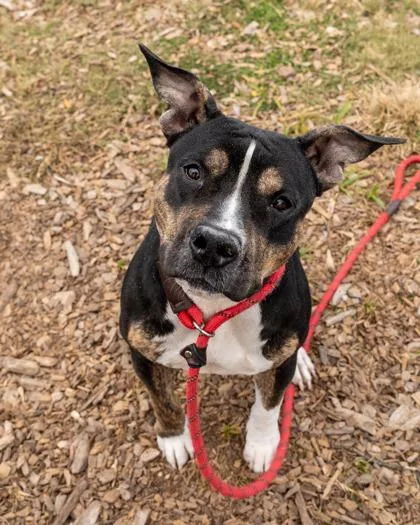 An adult large-sized female Mixed Breed dog named Bae for adoption in Chamblee, GA