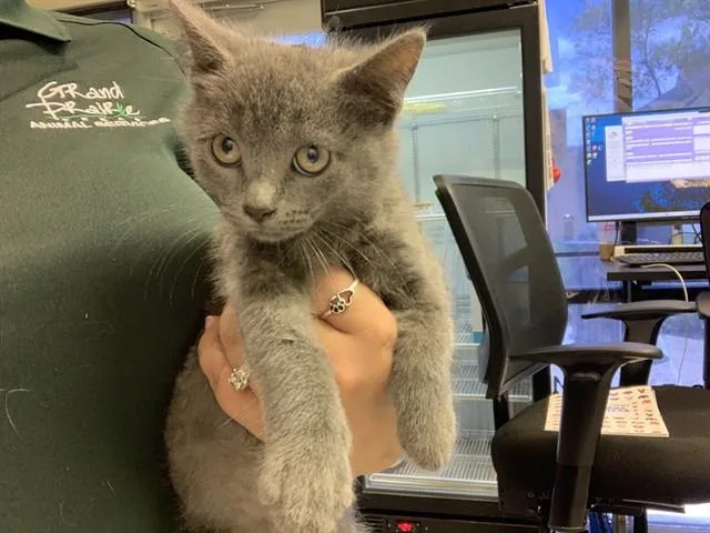 A baby small-sized male Domestic Medium Hair cat named Echo for adoption in Grand Prairie, TX