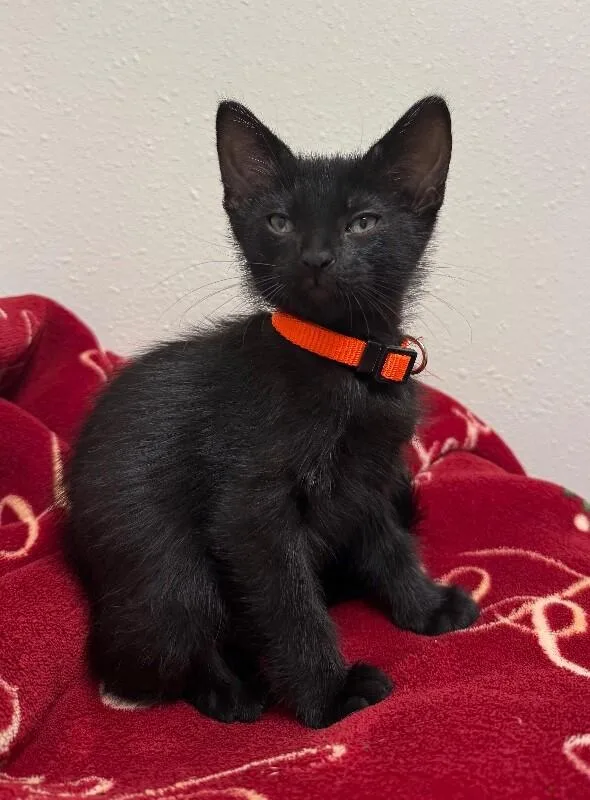 A young small-sized male Domestic Medium Hair cat named Zane for adoption in Yankton, SD