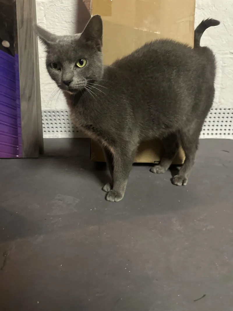 A young medium-sized female Domestic Short Hair cat named Minnie G for adoption in Trenton, NJ