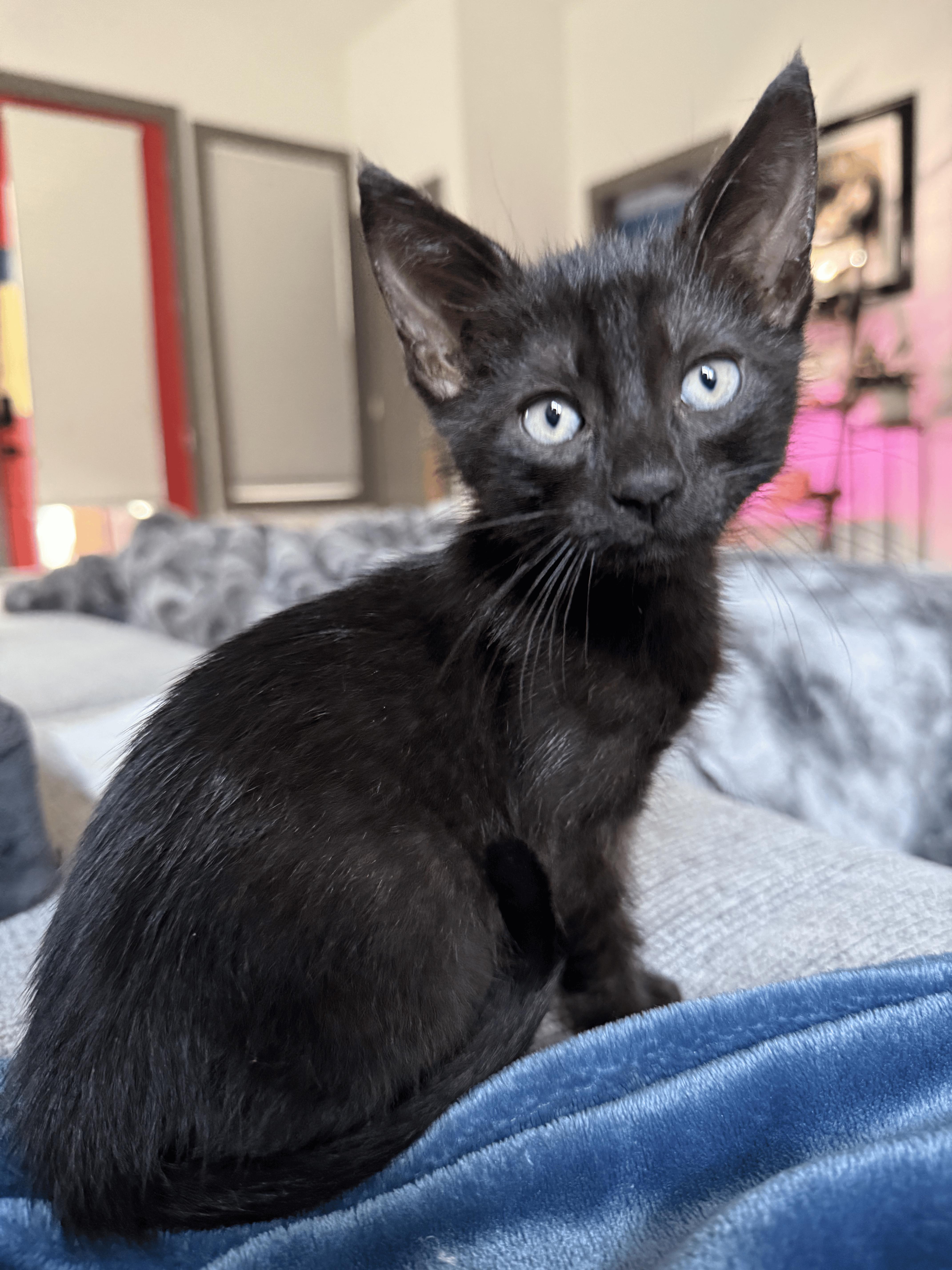 A baby small-sized male Black Domestic Short Hair cat named Fallon for adoption in Nashville, TN