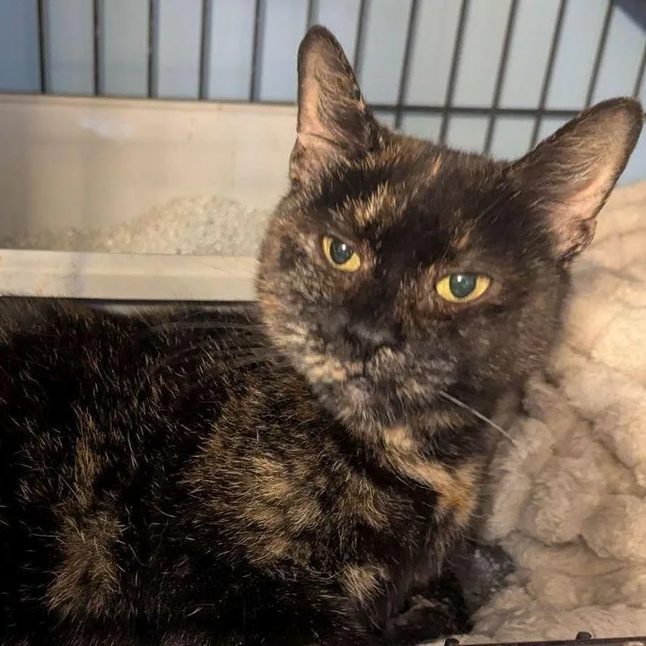 An adult medium-sized male Domestic Short Hair cat named Leemah for adoption in East Hartford , CT