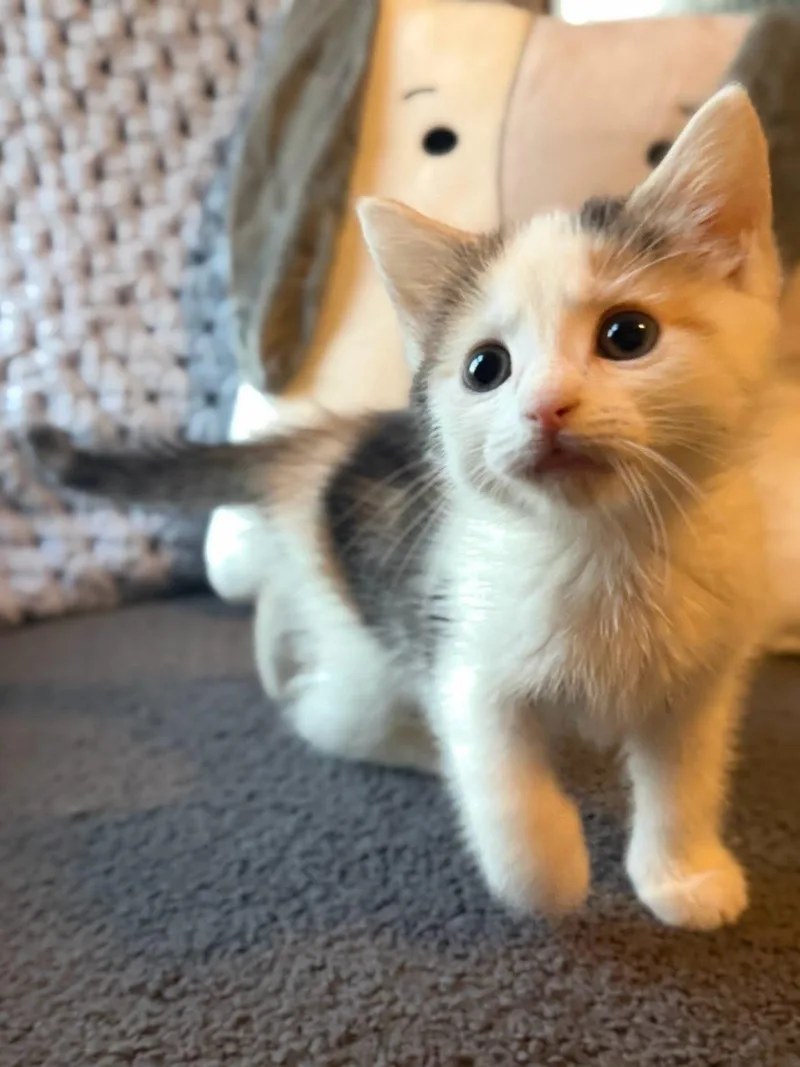 A baby small-sized female Domestic Short Hair cat named Apricot for adoption in Knoxville, TN