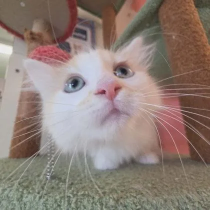 A baby small-sized male Domestic Medium Hair cat named Jalapeno for adoption in Scottsbluff, NE