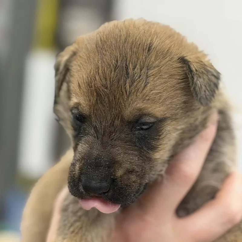 A baby small-sized male Brown / Chocolate Mixed Breed dog named Blues for adoption in Midland, TX