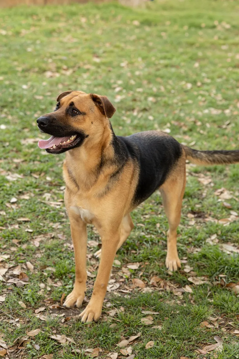 A young large-sized male Black Shepherd dog named Blinker for adoption in Tomball, TX
