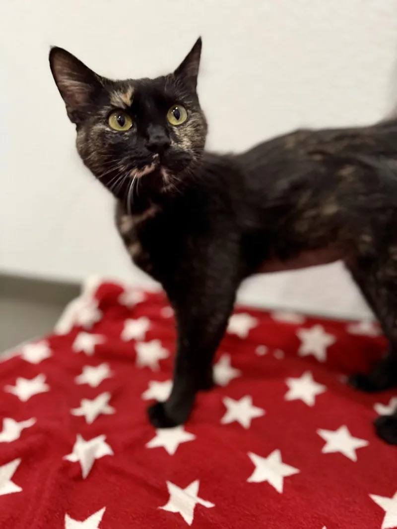 A baby medium-sized female Tortoiseshell Domestic Short Hair cat named Storm for adoption in Las Vegas, NV