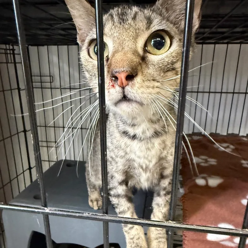 A young medium-sized male Brown / Chocolate Domestic Short Hair cat named Prince for adoption in Houston, TX