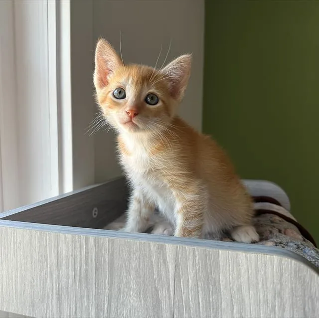 A baby small-sized male Domestic Short Hair cat named Pierre for adoption in Santa Cruz, CA