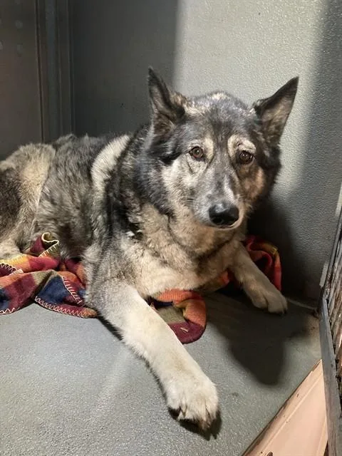 An adult large-sized female Husky dog named Rome for adoption in Downey, CA