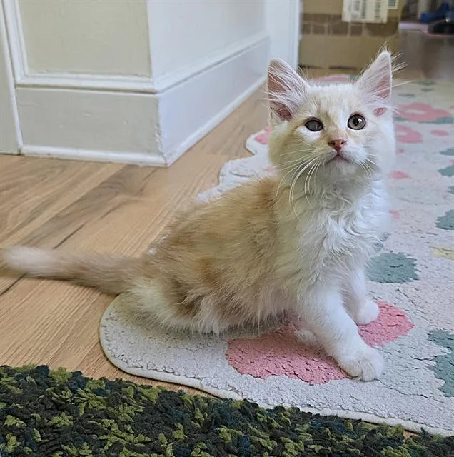 A baby small-sized male Domestic Long Hair cat named Cheddar for adoption in Sacramento, CA